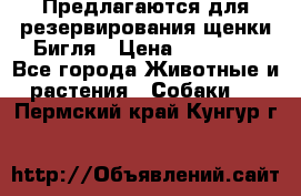 Предлагаются для резервирования щенки Бигля › Цена ­ 40 000 - Все города Животные и растения » Собаки   . Пермский край,Кунгур г.